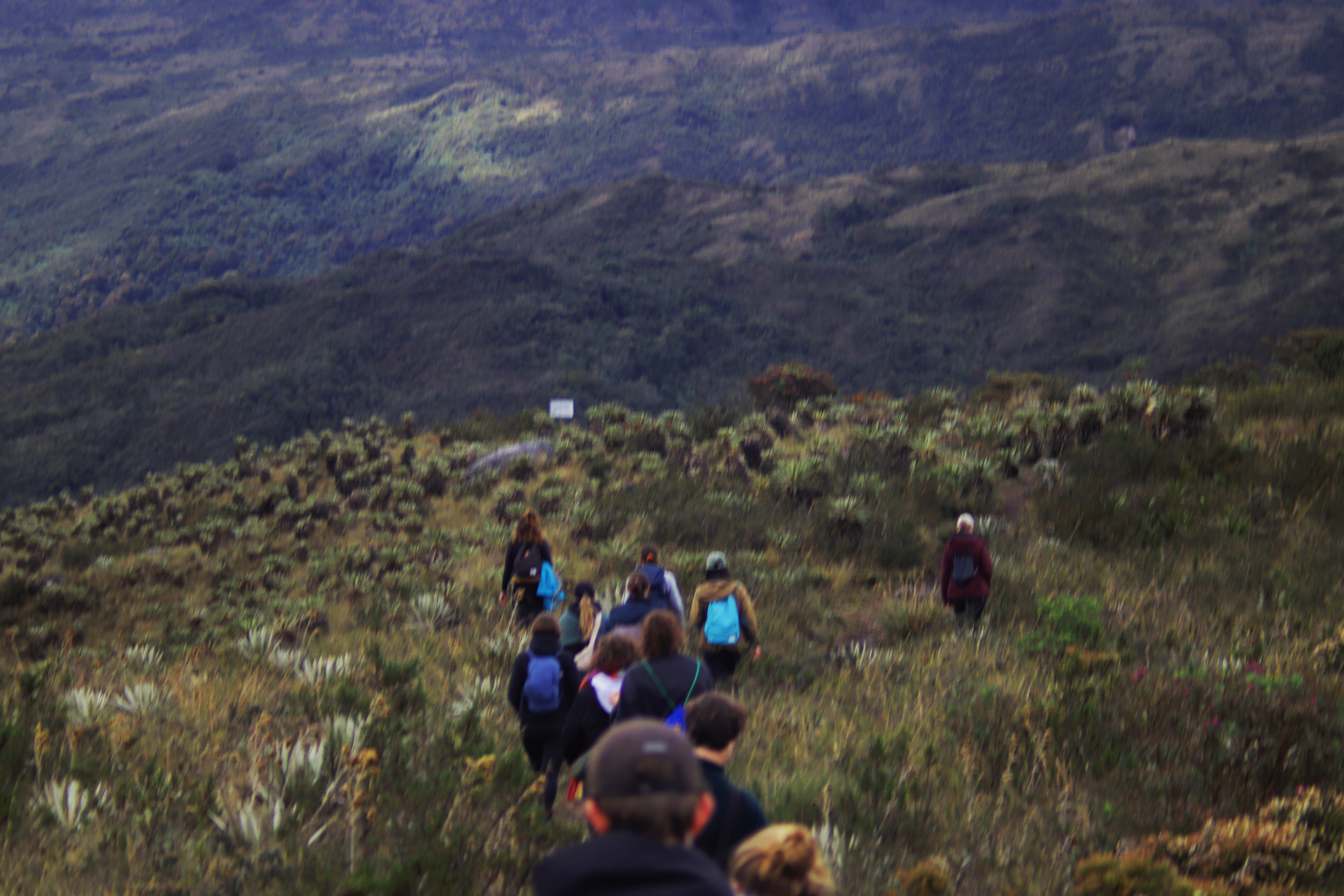 Cloud Forest 2